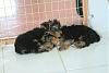Yorkies Sleeping!-babies.jpg