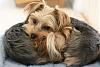 Yorkies Sleeping!-img_9340.jpg