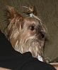 My Yorkies Pics-img_4999-1.jpg