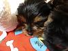 Yorkies Sleeping!-dsc03588.jpg