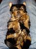 Yorkies Sleeping!-dsc03641.jpg