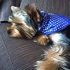Yorkies Sleeping!-p1010139avasm.jpg