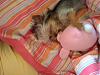 Yorkies Sleeping!-yt1.jpg