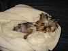 Yorkies Sleeping!-yt2.jpg