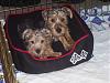 The Yorkie Jacks are 15 weeks 1 day old..-picture041-1.jpg