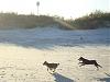 Some action at the beach!!!-dsc04948.jpg