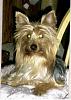 Clamity - our new yorkie-clamity3.jpg