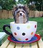 What a teacup pup really looks like ~-022.jpg