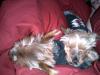 Lazy Yorkies!!!!-luigi377.jpg