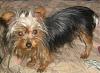 My new Yorkie-img_1519.jpg