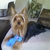 My New Yorkie!-n1353759677_30383485_1032763.jpg
