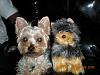 Yodi's Adventure Discussion Thread - YorkieTalk's Traveling Yorkie-rsz_picture_007.jpg