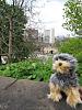 Yodi's Adventure Photos - YorkieTalk's Traveling Yorkie-yodi-castle.jpg