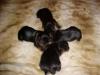 PepperAnn & new Babies-mvc-003f.jpg