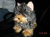 Yodi's Adventure Photos - YorkieTalk's Traveling Yorkie-rsz_2picture_006.jpg