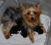 Gracie's babies' pictures!-pups2-001.jpg