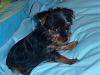 More Pics Of Gidget At Home...-yorkie-forum-1.jpg