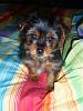 More Pics Of Gidget At Home...-yorkie-forum-2.jpg