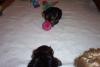 puppies @ 6 wks old-macey-puppies-6-wk-01-14-.jpg