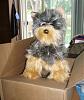 Yodi's Adventure Discussion Thread - YorkieTalk's Traveling Yorkie-5-22-yodi-comes-visit.jpg