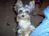 Is Your Yorkie Obsessed with a Toy?-im000448_800x600.jpg