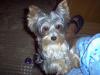 Is Your Yorkie Obsessed with a Toy?-im000446_800x600.jpg