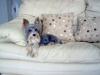 Is Your Yorkie Obsessed with a Toy?-im000369_800x600.jpg