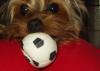 Is Your Yorkie Obsessed with a Toy?-march-30-2005.jpg