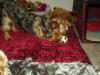 Is Your Yorkie Obsessed with a Toy?-p1010004.jpg.jpg