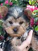 My baby boy - SPRINKLES-yorkie_sprinkles.jpg