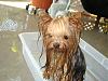 my Gidget must be crossed with a water dog-dsc00962.jpg