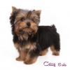My Three Yorkies!!-ga8p7771-web.jpg
