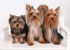 My Three Yorkies!!-ga8p7772-web.jpg