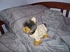 Yodi's Adventure Discussion Thread - YorkieTalk's Traveling Yorkie-5-25-yodi-p.j.s.jpg