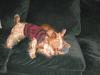 Pics of my Red/Gold Yorkies in action!-12-3-1-600-x-450-.jpg
