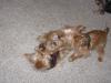 Pics of my Red/Gold Yorkies in action!-12-3-3-600-x-450-.jpg