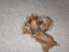 Pics of my Red/Gold Yorkies in action!-12-3-4-600-x-450-.jpg