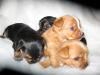 Pics of my Red/Gold Yorkies in action!-11-600-x-450-.jpg