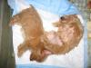 Pics of my Red/Gold Yorkies in action!-10wksmm-600-x-450-.jpg