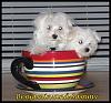 What a teacup pup really looks like ~-benjamin-sammy.jpg