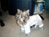 Luna's new coat made by Jodi-newcoat005.jpg