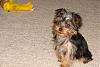 Puppy to Adult picture thread-dsc05044.jpg