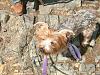 Hikin' dog.-pennydhb1.jpg