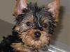 Meet Trixee (still TBD)-11-wks.jpg