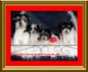 Group Pictures ~~ They are six weeks old now!!!-group-2-.jpg