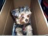 sorry took 4ever; here's my lulu! =)-yorkietalk1.jpg