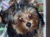sorry took 4ever; here's my lulu! =)-yorkietalk2.jpg