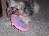 Dear Sondra2004, Peanut & Thumper:-lovesthefrisbee2.jpg