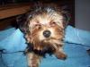 sorry took 4ever; here's my lulu! =)-yorkietalk3.jpg