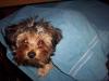 sorry took 4ever; here's my lulu! =)-yorkietalk4.jpg